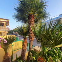 2 palme piccole