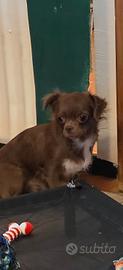 chihuahua femmina s pelo lungo 