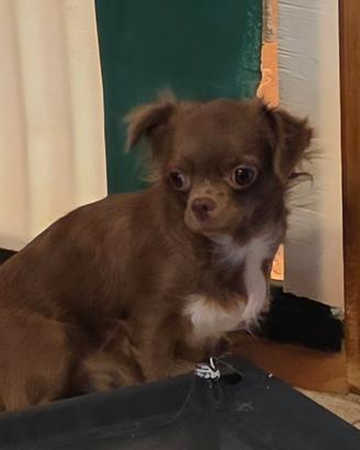 chihuahua femmina s pelo lungo 