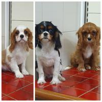 Cavalier King