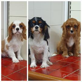 Cavalier King