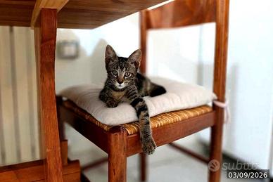Gattina