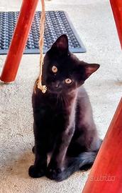 Gattino Nero Svezzato