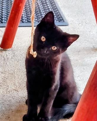 Gattino Nero Svezzato