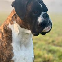 Boxer per monta / accoppiamento