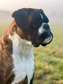 Boxer per monta / accoppiamento