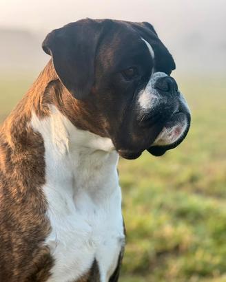Boxer per monta / accoppiamento