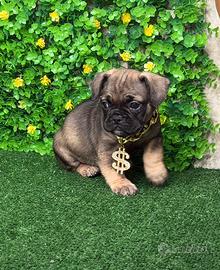 Bulldog francese originale