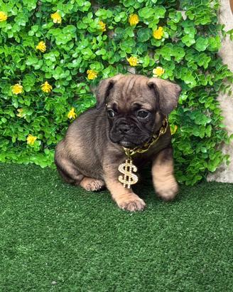 Bulldog francese originale
