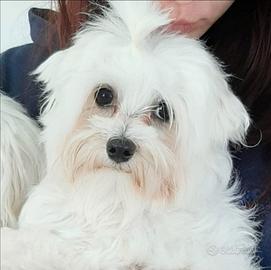 Maltese femmina