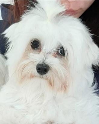 Maltese femmina
