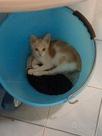 Gatto maschio salvato dalla strada