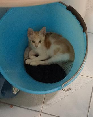 Gatto maschio salvato dalla strada
