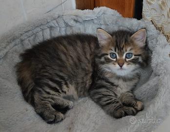 Cuccioli di gatto siberiano