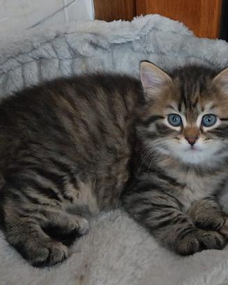 Cuccioli di gatto siberiano
