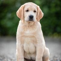 Cucciolo Labrador Retriever Giallo