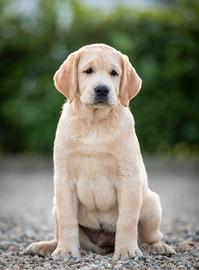 Cucciolo Labrador Retriever Giallo