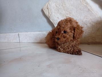 BArboncino TOy