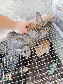 Cuccioli coniglio da carne