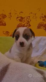 Femmina Jack russel pelo raso zampa corta