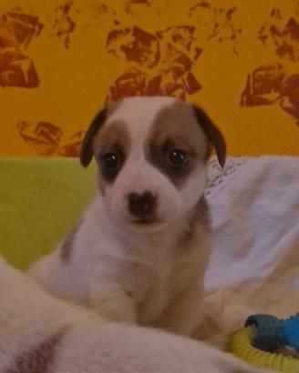 Femmina Jack russel pelo raso zampa corta