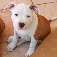 Cucciolo di amstaf appena maschio