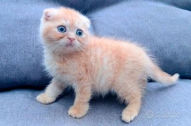 Scottish fold maschio