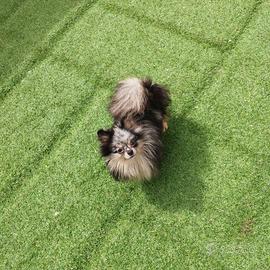 Pomerania spitz nano coreano merle