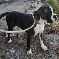 Cucciolona Boxer