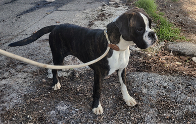 Cucciolona Boxer