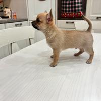 Cucciolo di chihuahua