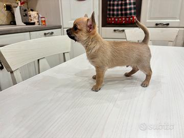 Cucciolo di chihuahua