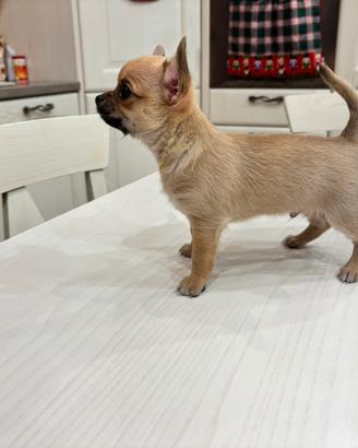 Cucciolo di chihuahua