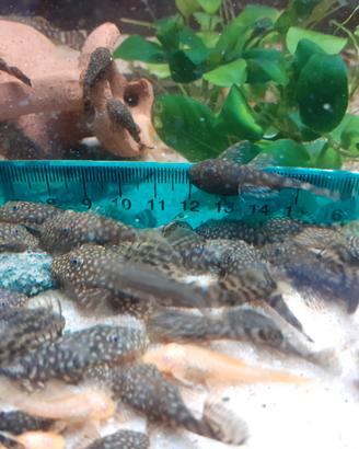 Gruppi di 4 ancistrus giovani dai 3 ai 5 cm