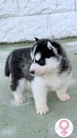 Cuccioli Siberian Husky