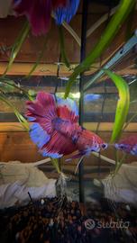 Betta plakat x Delta