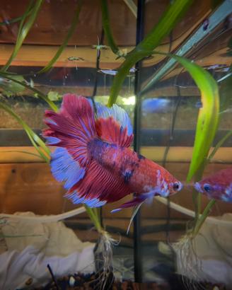Betta plakat x Delta