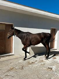 Cavallo Purosangue Inglese