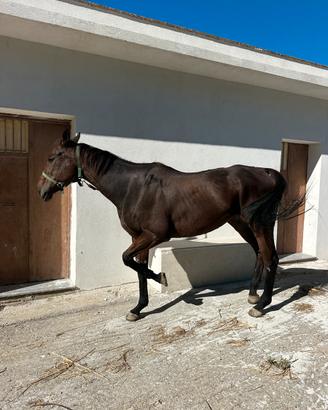 Cavallo Purosangue Inglese