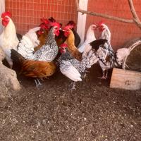 Galline