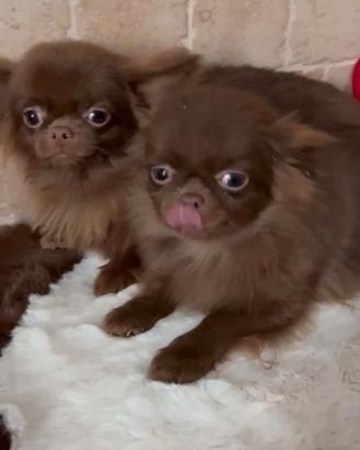 Chihuahua maschio