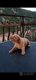 American Pitbull Terrier Cuccioli Disponibili