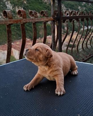 American Pitbull Terrier Cuccioli Disponibili