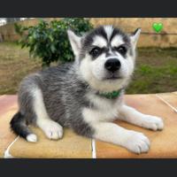Disponibili cuccioli di Husky