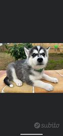 Disponibili cuccioli di Husky