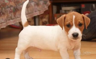 Cucciola jack Russel 2 mesi