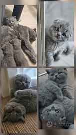 Britisch shorthair  blu