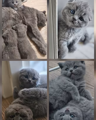 Britisch shorthair  blu