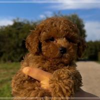 Barboncino rosso toy