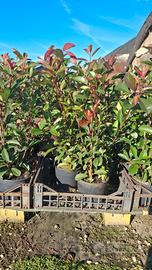 piante da siepe fhotinie 